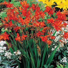 Best selection is in early march. Fire King Crocosmia Crocosmia Crocosmiiflora Breck S Summer Flowering Bulbs Bulb Flowers Shade Flowers