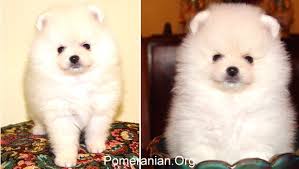 Pomeranian Color Changes From Birth To Maturity
