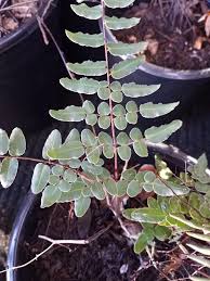 Image result for Pellaea dura