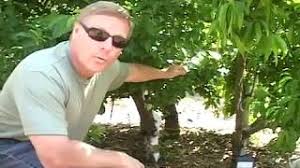 It has also a good grafting compatibility where majority of the new romanian plum varieties resulted from. High Density Fruit Tree Growing Youtube