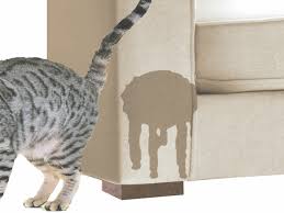 We did not find results for: How To Get Boy Cats To Stop Spraying Catwalls