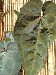 Pin On Anthuriums