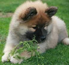 Advertise, sell, buy and rehome dogs and puppies with pets4homes Click Visit Site And Check Out Best German Spitz T Shirts This Website Is Excellent Tip You Can Search Your Name Or Your F Dog Breeds Dogs Cute Animals
