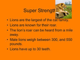 How much does a lion eat in one day? By Max And Trayton Living Like Lions Happy Hunting The Females Are The Only Part Of The Pride That Hunt When Hunting Lions May Lead Their Prey Into Ppt Download