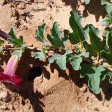 Image result for Harpagophytum zeyheri