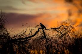 طائر ورق الجدران صورة ظلية فروع شجرة غروب الشمس Hd عريضة عالية الوضوح ملء الشاشة
