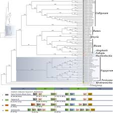 Image result for Afrobrunnichia