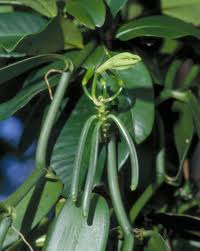 Image result for Vanilla polylepis