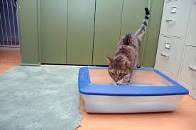 Kitten poops on hysterical crying girl. Litter Box Happiness For Cats Of All Ages Dr Sophia Yin