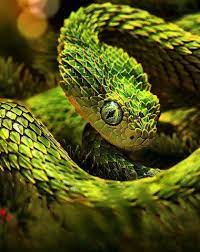 Pin On Snakes