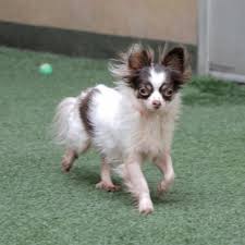 Black And White Papillon Dog Papillon Chihuahua Mixed Bonjour We Re The Belle Amis Mara And Tara Mara The 3 Year Old Has Flowy White And Brown Fur Whil Dog Adoption Dogs Chihuahua Mix