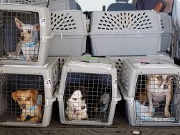 State to state moving services. We Provide One Way Or Round Trip Transportation Pet Transport Pet Relocation Pet Transport Service