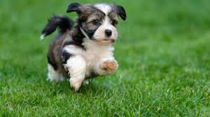 Find dogs for sale in charlotte on oodle classifieds. Havapoo Puppies For Sale Greenfield Puppies