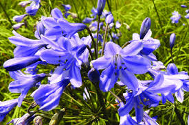 Image result for Agapanthus campanulatus