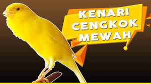 Check spelling or type a new query. Cara Tepat Memberi Telur Pada Kenari Supaya Gacor Manfaat Telur Puyuh Dan Ayam Youtube