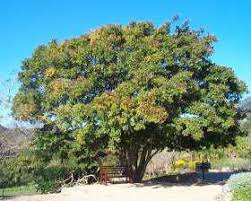 Image result for Millettia bussei