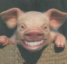 25 funny pictures of smiling animals, 25 funny pictures of smiling animals, funny smiling animals pictures, funny pictures animals, funny pictures of animals smiling,. 150 Best Smiling Animals Ideas Animals Smiling Animals Cute Animals
