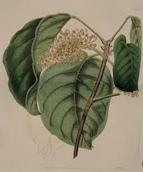 Image result for Sterculia tragacantha