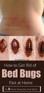 how to get rid of bed bugs fast 8 home remedies that work rid of bed bugs bed bugs home remedies