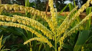 Agar tanaman jagung dapat tumbuh dengan baik dan benar, tanaman jagung haruslah memiliki lokasi penanaman. Morfologi Bunga Bagian Bagian Bunga Pada Tanaman Yang Harus Anda Ketahui Planter And Forester