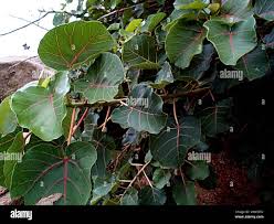 Image result for Ficus abutilifolia