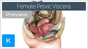 Our labeled diagrams and quizzes on the female reproductive system are the best place to start. Female Pelvic Viscera And Perineum Preview Human Anatomy Kenhub Youtube