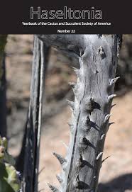 Image result for Agelanthus crassifolius