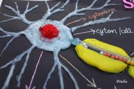 Cards Crafts Kids Projects How To Make A Neuron Model In 2020 Neuron Model Neurons Cell Model Project