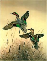 Jumping Green Wings Green Winged Teal Maynard Reece Hunting Art Duck Art Bird Art