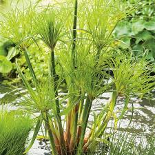 Image result for Cyperus papyrus