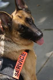 Our 'apply for a service dog' page goes into extreme detail about the process and will help you decided what path is right for you! Everything You Need To Know About Service Dogs In Restaurants