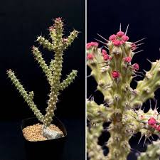 Image result for Euphorbia corniculata