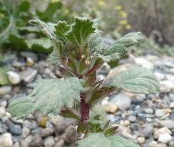 Image result for Elatostema welwitschii