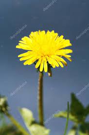 Yellow Dandelion Flower Growing Summer Meadow Sunny Day Close Stock Pho Affiliate Growing Summer Flower Yellow Ad