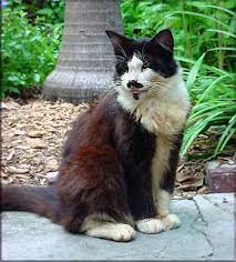Ernest hemingway lebte mehr als zwanzig jahre auf kuba. Polydaktylie Oder Die Hemingway Katzen Revvet De
