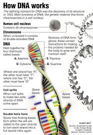 5 Dna Structure Worksheet Biological Science Picture Directory Pulpbits Net In 2020 Teaching Biology Science Biology Biology Notes