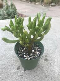 Crassula ovata hobbit jade plant is one the strangest succulent plant as far as looks are concerned. Cactus Succulent Plants Home Garden Crassula Ovata Jade Et Fingers Shrek Plant Cactus Live Succulent Bistrozdravo Com