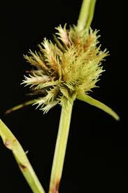 Image result for Cyperus deciduus