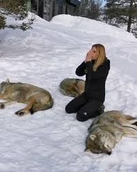 Polar Park Arctic Wildlife Centre In Bardu Norway Is The World S Northernmost Animal Park And Home To Norway S Large Predators Animals Wildlife Animal Lover