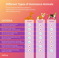 Service Animals And Emotional Support Animals What Landlords And Renters Need To Know Emotional Support Animal Emotional Support Being A Landlord