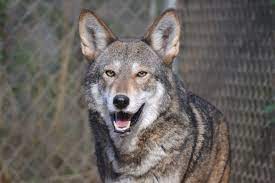 The Face Of The Wolf Is One Of The Extraordinary Masks Of Being A Triangle In A Circle A Forest Visage The B Red Wolf Endangered Animals Baby Wolves