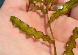 Image result for Potamogeton crispus