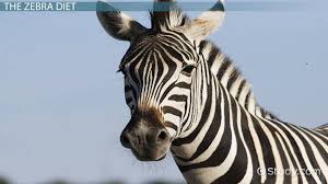Spastic synth punk to crossover thrash. What Do Zebras Eat Lesson For Kids Video Lesson Transcript Study Com