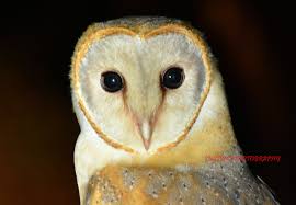 Who is the fairest of them all?