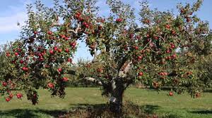 Of height in just thirteen. Fast Growing Fruit Trees For Sale Youtube