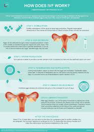 Ivfincreases the risk of multiple births if more than one embryo is transferred to your uterus. How Does Ivf Work A Helpful Infographic Halza