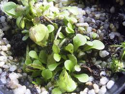 Image result for Genlisea