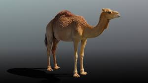 Just deserts (instead of just.*fir* → *fur*: Camel And Camel Baby Fur 3d Model Cgtrader