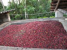 The decision comes after several soligas, a tribal community predominantly located in and around br hills, enjoyed good business by selling coffee and pepper grown in their land. Coffee Production In India Wikipedia