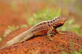 Image result for Microlophus peruvianus